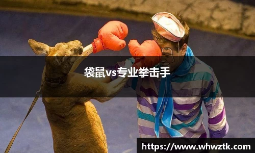 袋鼠vs专业拳击手